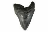 Fossil Megalodon Tooth - South Carolina #239759-1